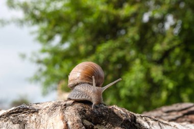 Bordo salyangoz (Helix, Roma salyangoz, yenilebilir salyangoz, salyangoz) craw