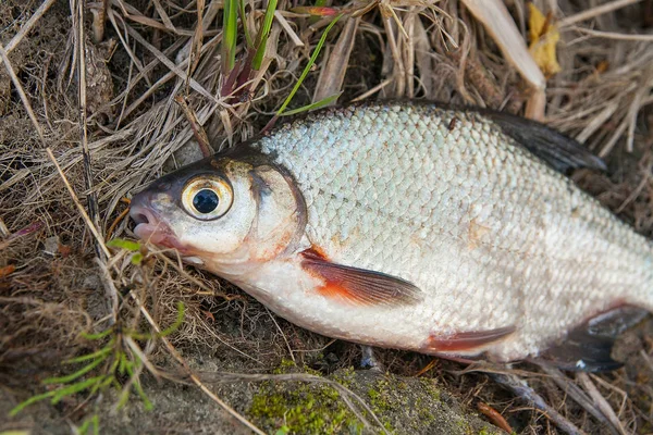 Close up view of the signle white bream or silver fish on the na — Stock Photo, Image