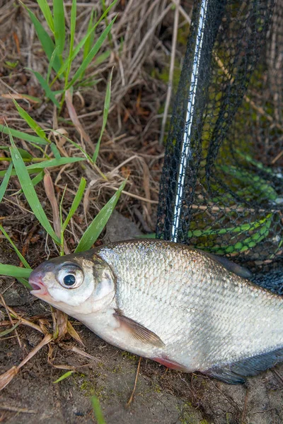 Ενιαία ψάρια του γλυκού νερού white-eye τσιπούρα στο μαύρο δίχτυ αλιείας. — Φωτογραφία Αρχείου