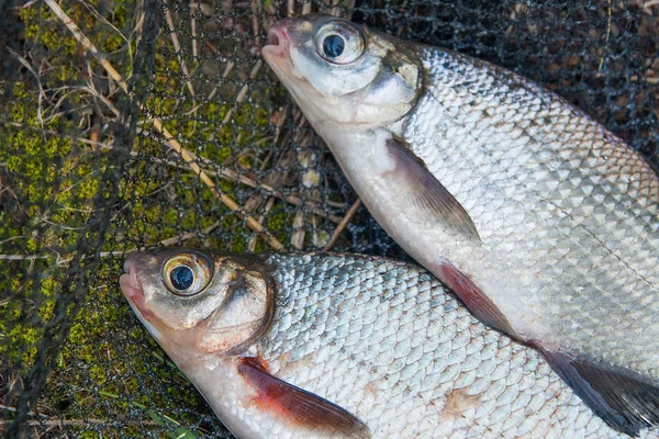 Pile of the white bream or silver fish and white-eye bream with — Stock Photo, Image