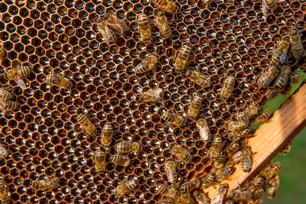 Άποψη των μελισσών εργασίας σχετικά με την κηρήθρα με μέλι γλυκό. — Φωτογραφία Αρχείου