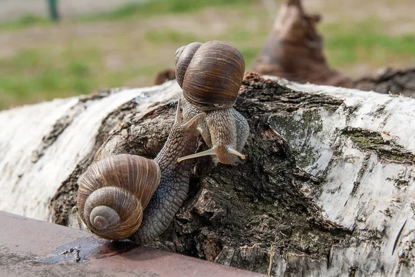 Две большие Бургундские улитки (Helix, Roman snail, edible snail, escar — стоковое фото