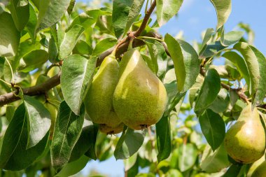 Bir ağaç dalı meyve asılı parlak lezzetli armut.