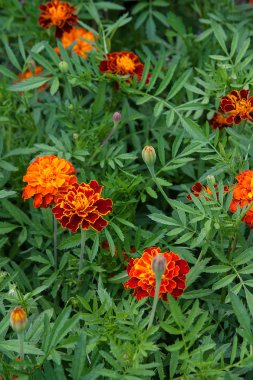 Bahçede çiçek açan marigolds (tagetes)