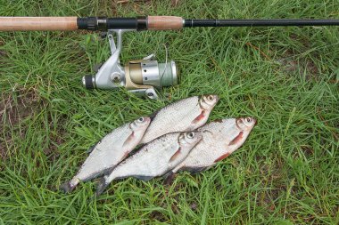 Beyaz çipura veya gümüş balık ve th üzerinde white-eye çipura yığını