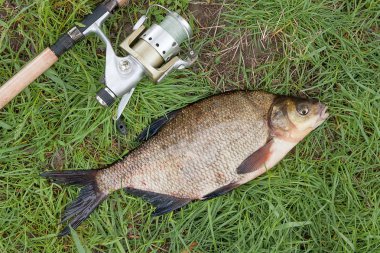 Büyük tatlı su ortak çipura ve olta zekâ görünümü kapatın