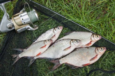 Beyaz çipura veya gümüş balık ve th üzerinde white-eye çipura yığını