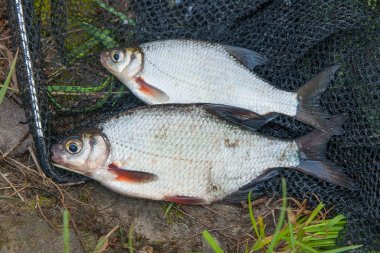 İki tatlı su balık çipura veya siyah Fishing Gümüş Balık beyaz 