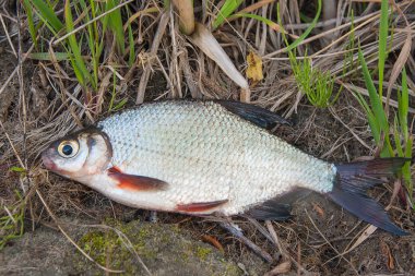 Gümüş Balık veya signle beyaz çipura görünümü ' na kadar kapatın