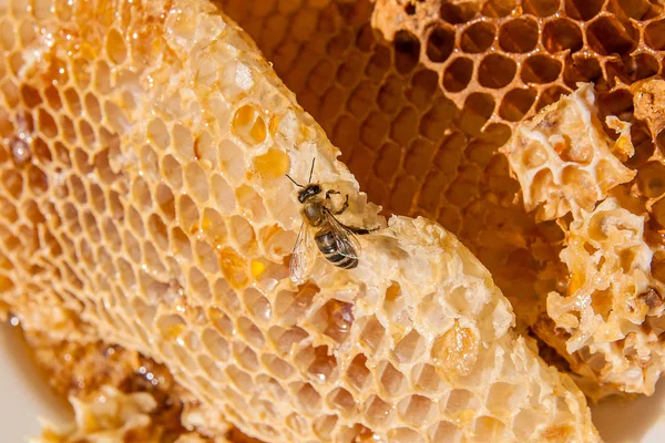 Zblízka pohled pracovní Bee na honeycomb s sladké zlato — Stock fotografie