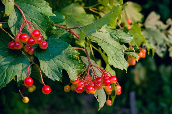 Primo piano di mazzi di bacche rosse di una rosa di Guelder o Viburnum — Foto Stock