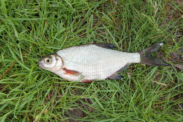 Закрыть вид на сигнального белого леща или серебряную рыбу на берегу — стоковое фото
