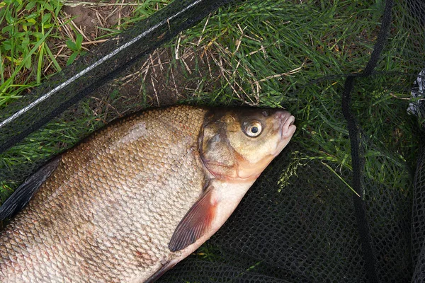 Singolo pesce d'acqua dolce comune orata sulla rete da pesca nera — Foto Stock
