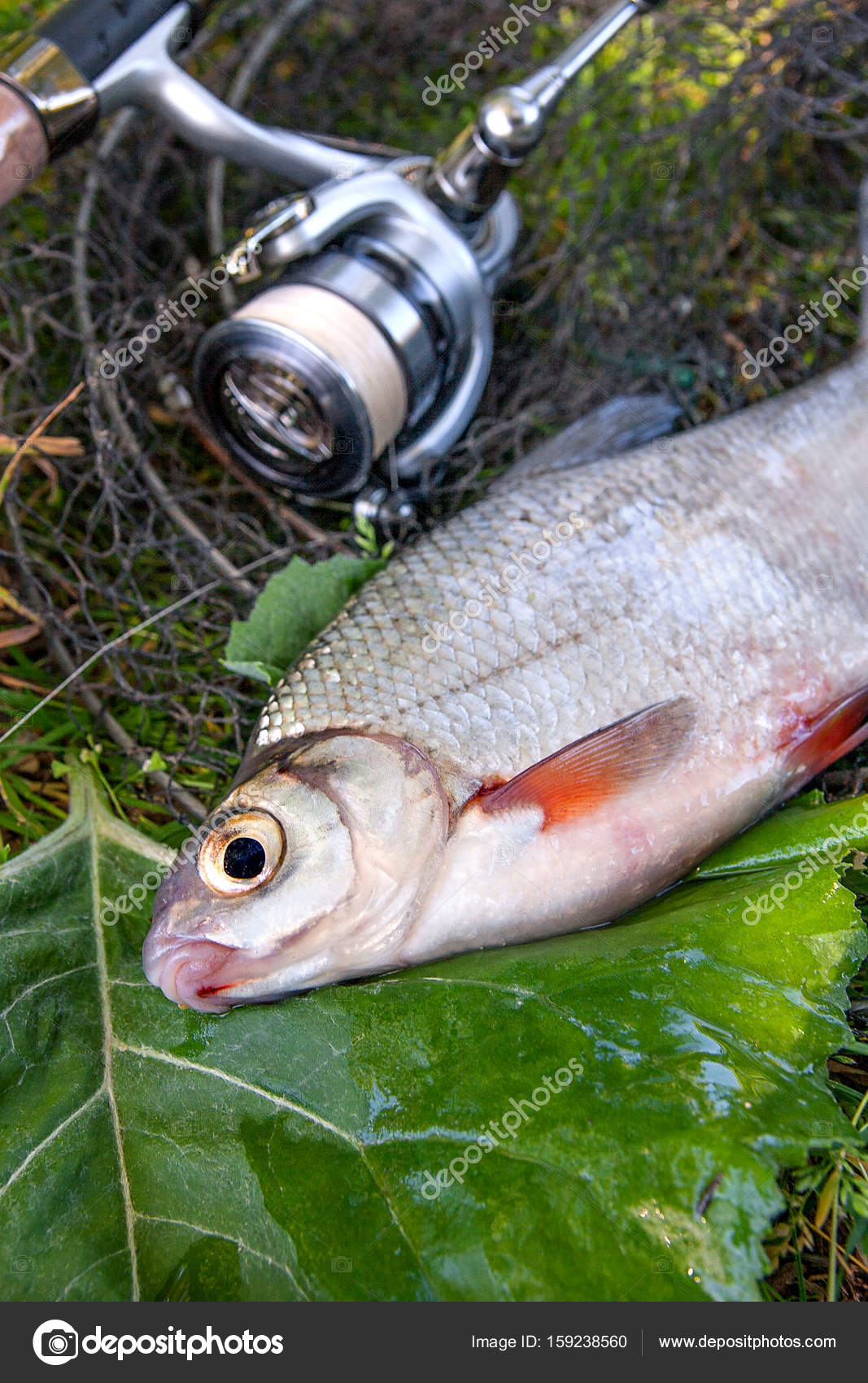 blackfish rod and reel