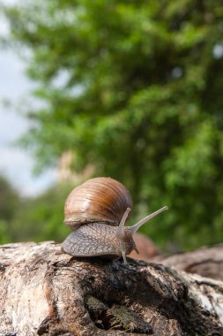 Bordo salyangoz (Helix, Roma salyangoz, yenilebilir salyangoz, salyangoz) craw