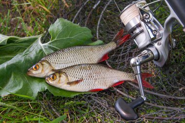 İki tatlı su ortak rudd balık görünümünü siyah Balık ağı üzerinde ve