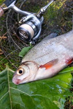 Tatlı su gümüş çipura veya beyaz brem balık görünümünü siyah balık