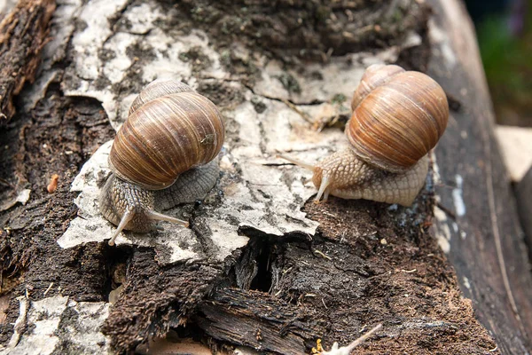 Due lumache borgognone (Helix, lumaca romana, lumaca commestibile, escargot ) — Foto Stock