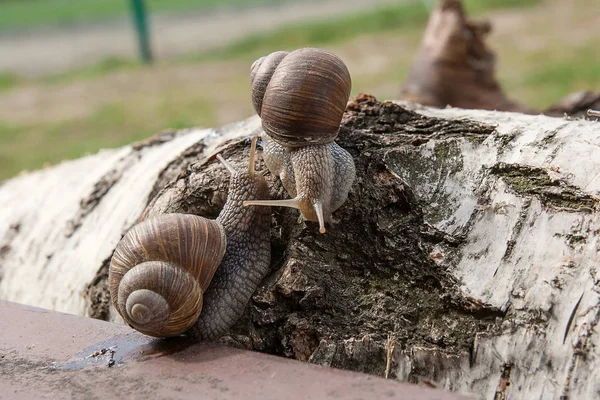 Due grandi lumache di Borgogna (Helix, lumaca romana, lumaca commestibile, escar — Foto Stock