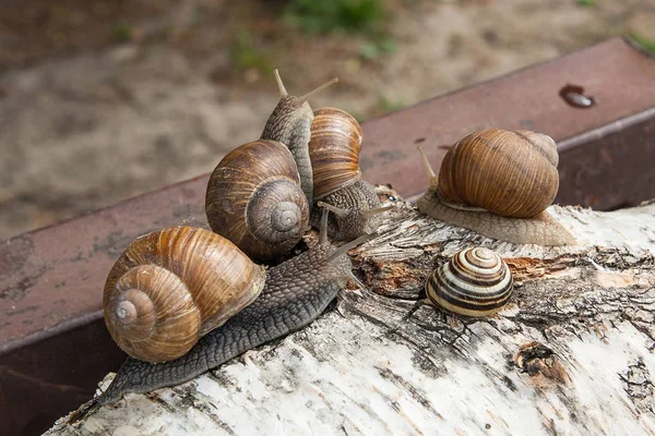 Группа больших бургундских улиток (Helix, Roman snail, edible snail , — стоковое фото
