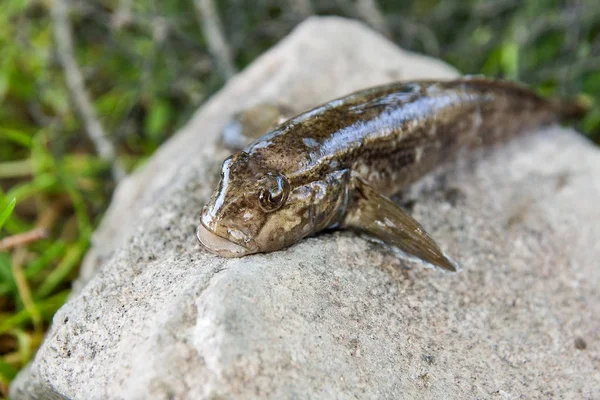 Poisson bulgare d'eau douce ou poisson de gobie rond juste pris de la — Photo