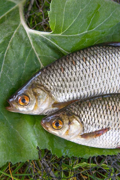 Close up view of two freshwater common rudd fish on big green le — Stock Photo, Image