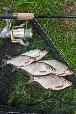 Beyaz çipura veya gümüş balık ve th üzerinde white-eye çipura yığını