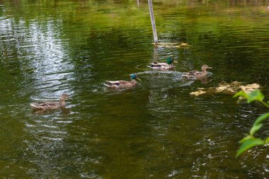 Yaz saati, bir su birikintisi üzerinde yüzen yeşilbaş ördekler grup.