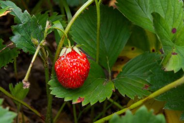 Olgun meyveler ve bitki örtüsü çilek. Bir strawberr üzerinde çilek