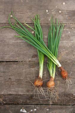 Taze soğan, vintage ahşap arka plan üzerinde hasat sebzeler