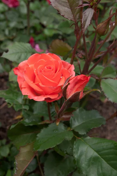 Naturliga röd ros blomma närbild på gröna bussen — Stockfoto