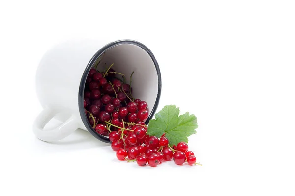 Біла чашка з ягодою червоної смородини в ній і невеликою купою червоного кольору — стокове фото
