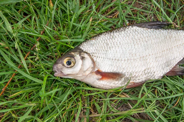 Vista de perto da sinalização brema branca ou peixe prateado no na — Fotografia de Stock