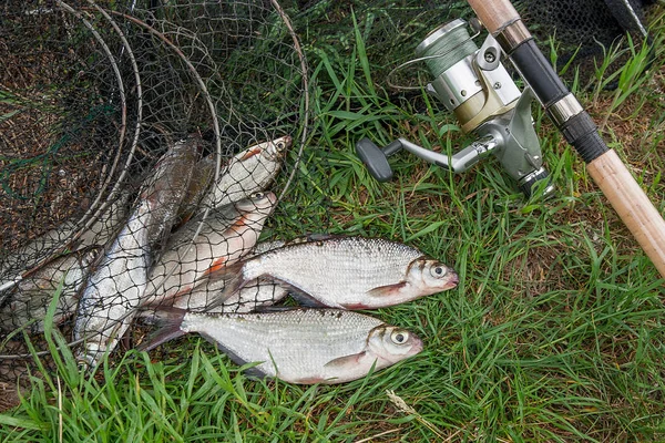 İki tatlı su white-eye çipura ve Olta Makarası ile balık — Stok fotoğraf