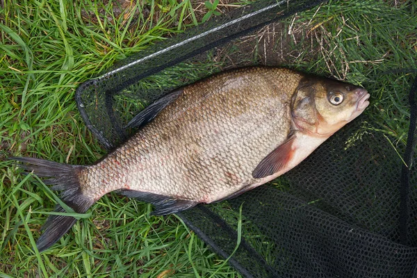 Poisson d'eau douce unique daurade commune sur filet de pêche noir — Photo