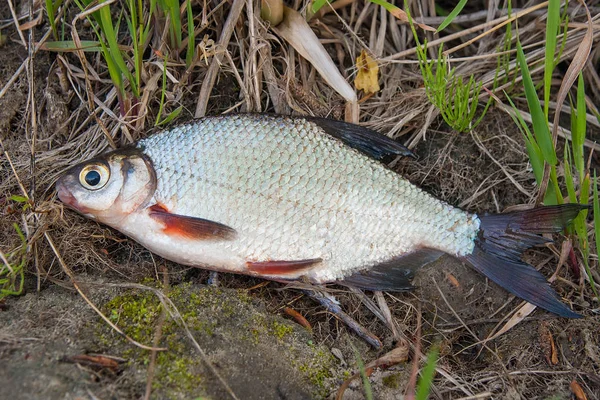 Nära håll utsikt över signle vit braxen eller silver fisk på na — Stockfoto