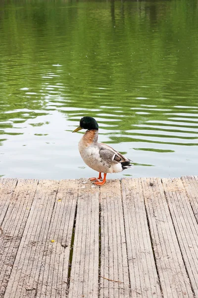 Two mallard ducks on old wooden pier at summer time