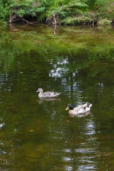 Dos ánades reales flotando en un estanque a la hora de verano . — Foto de Stock