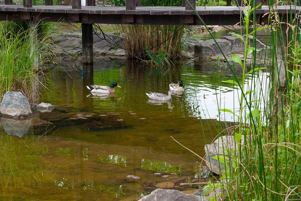 İki erkek yeşilbaş ördekler ve kadın yeşilbaş ördek bir pon üzerinde yüzen