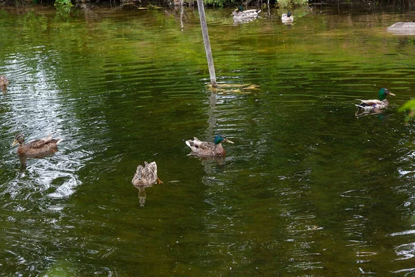 Tőkés csoport kacsa, lebeg a tó nyári idő. — Stock Fotó
