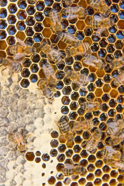 Tatlı bal ile petek üzerinde çalışma arıların görünümü. 