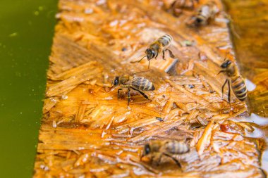 Arılar içme suyu yaz, ahşap tahta üzerinde.
