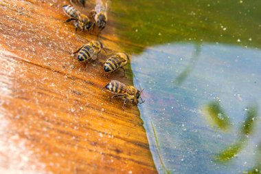 Arılar içme suyu yaz.