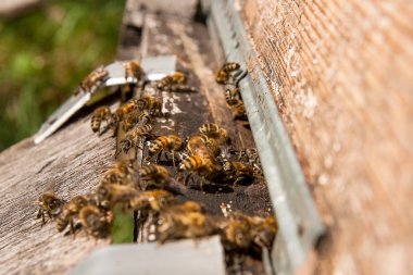 Arı, arı kovanı, arı kovanı girişinde bir sürü.