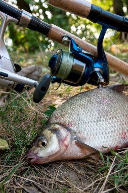 Doğal zemin üzerine birkaç ortak çipura balık. Fr yakalamak