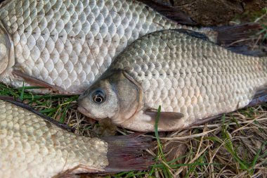 Çeşitli havuz balık veya Carassius yeşil çimenlerin üzerinde. Fres yakalamak