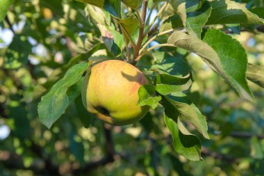Bir elma ağacı dalında asılı parlak lezzetli elma veya