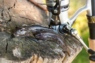 İki tatlı su bullhead balık veya yuvarlak kaya balığı sadece üzerinden alınan balık 