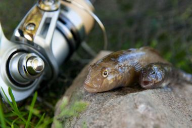 İki tatlı su bullhead balık veya yuvarlak kaya balığı sadece üzerinden alınan balık 