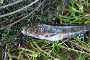 Tatlı su bullhead balık veya yuvarlak kaya balığı balık sadece üzerinden alınan 